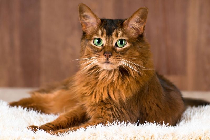 Somali: Foxy Fluffiness