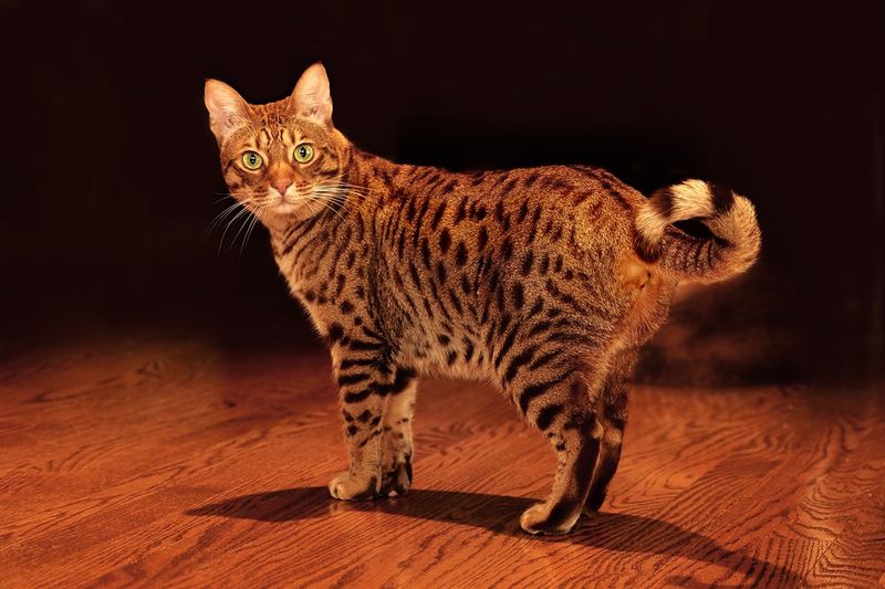 Ocicat