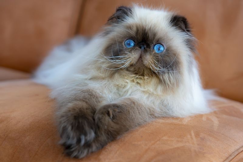 Persian