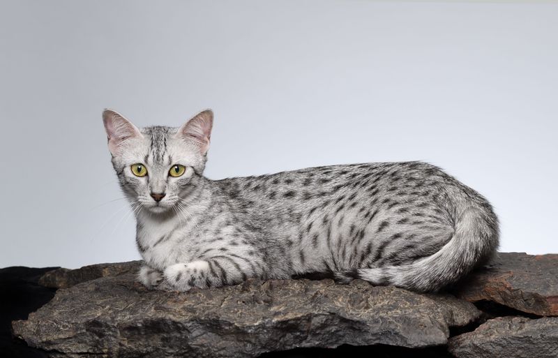 Egyptian Mau's Divine Detachment