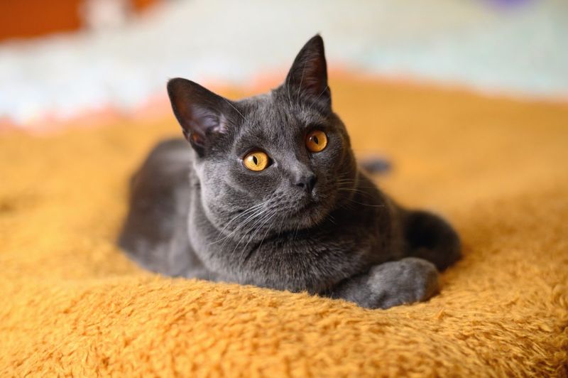 Chartreux