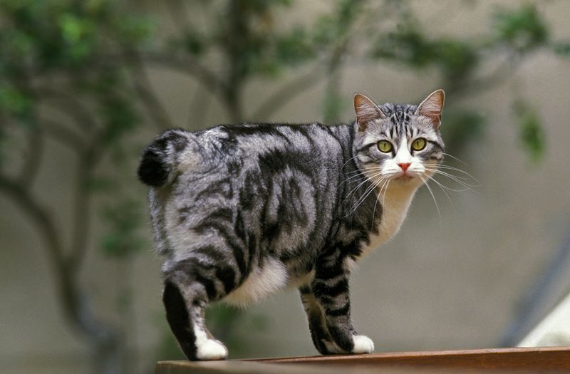 Japanese Bobtail: Lucky Charm With A Pompom Tail