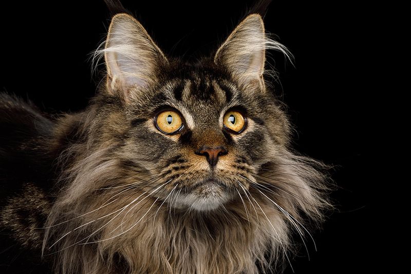 Maine Coon: Gentle Giants With Boundaries
