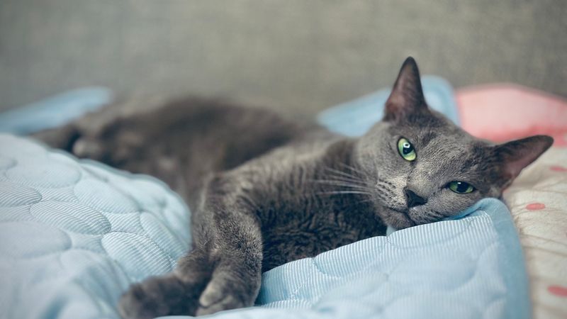 Russian Blue: Cautious Comfort-Seekers