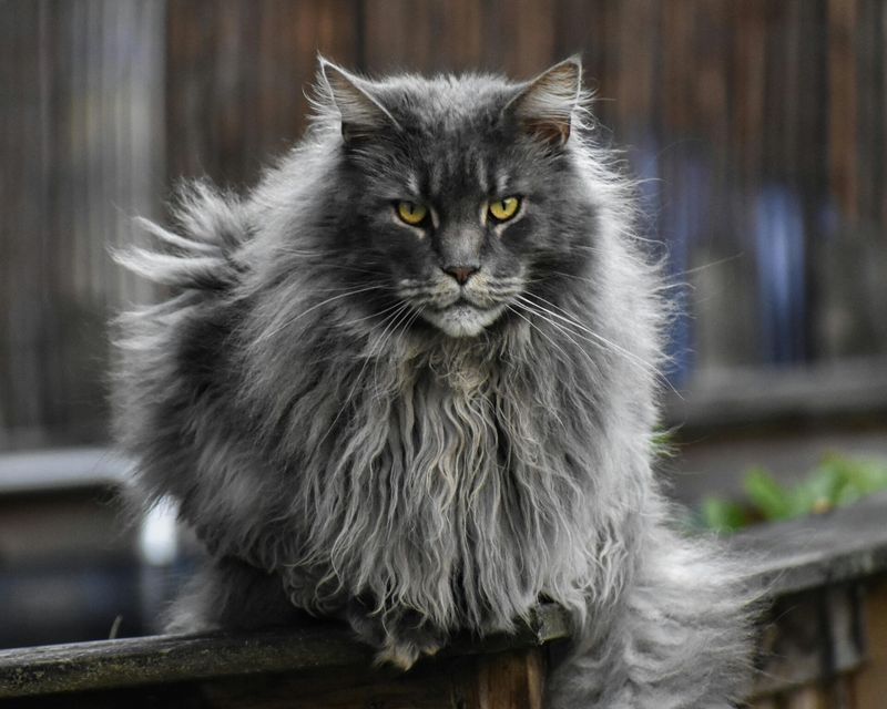 Maine Coon: Gentle Giants With Dog-Like Loyalty