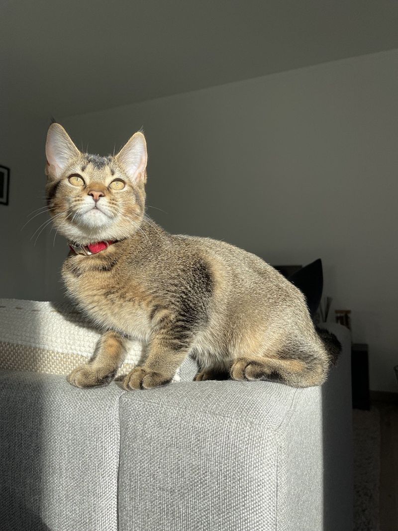 Abyssinian Maine Coon Mix