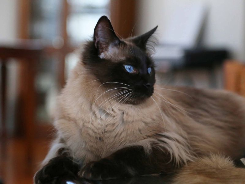 Tonkinese + Balinese = Tonkinese Balinese