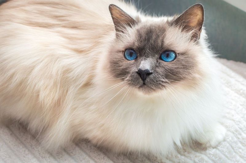 Persian: The Professional Lounger