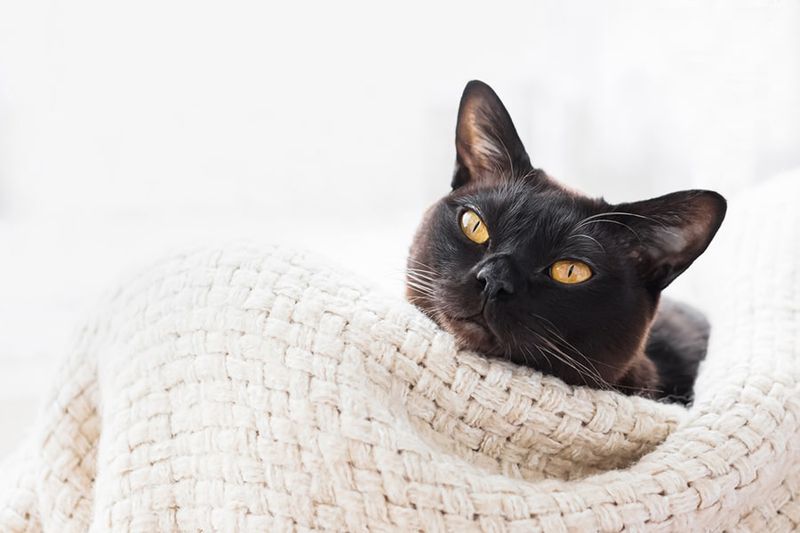 Burmese - The Social Snuggler