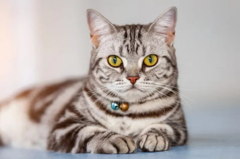 American Shorthair: The Balanced Buddy