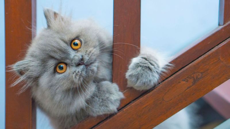 Persian
