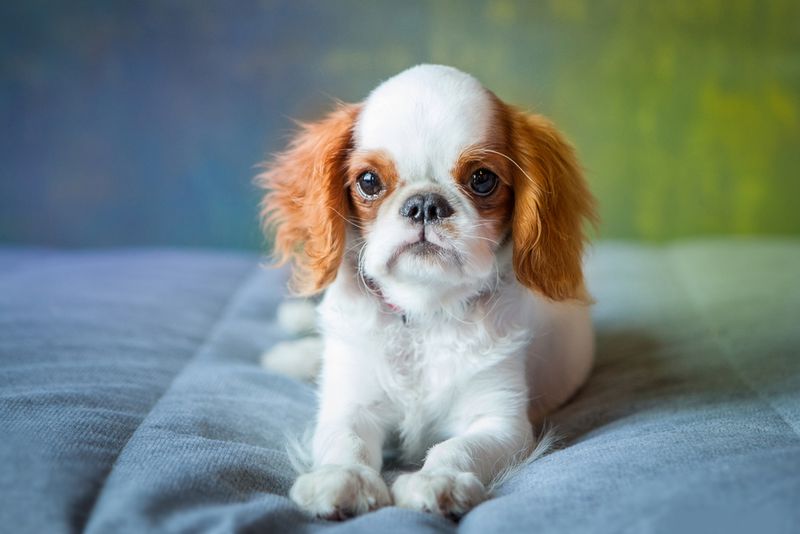 English Toy Spaniel: The Aristocratic Lapdog