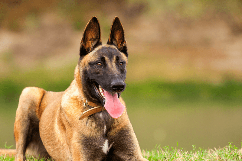 Belgian Malinois: The Precision Performer