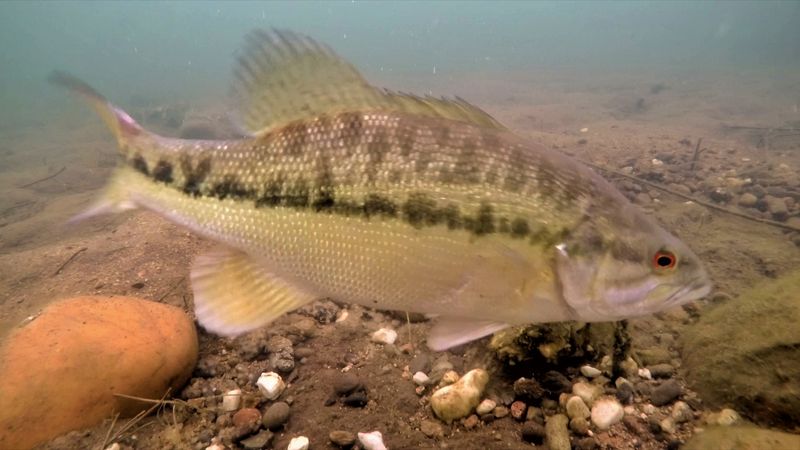 Broken: The Spotted Bass Surprise (2017)