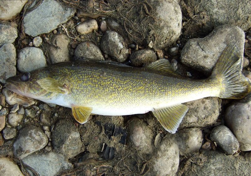 Broken: The Walleye Wonder (2018)