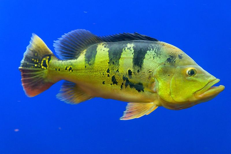 Broken: The Peacock Bass Phenomenon (2021)