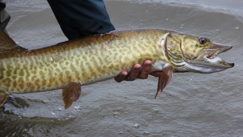 Broken: The Muskellunge Marvel (2019)