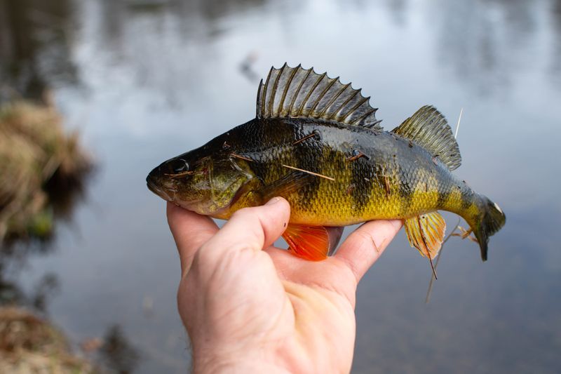 Yellow Perch