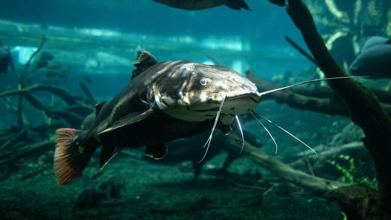 Flathead Catfish