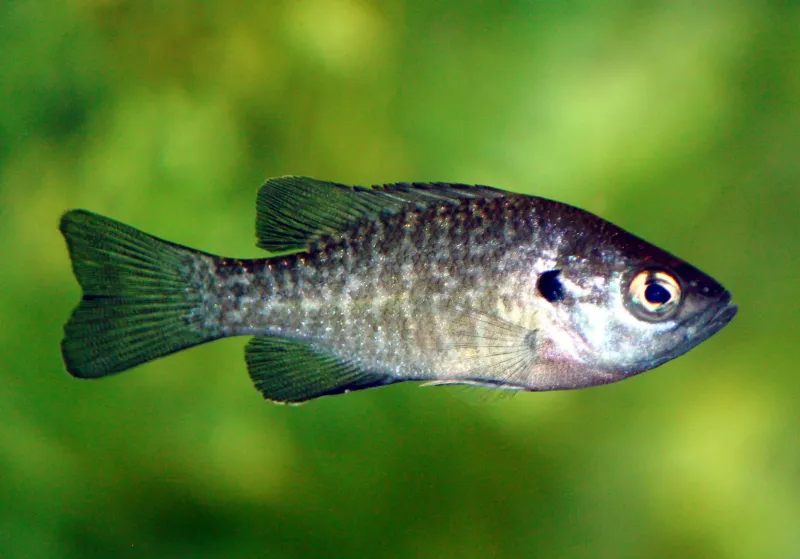 Bluegill
