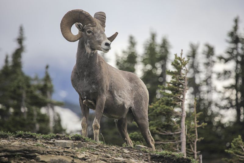 Bighorn Sheep