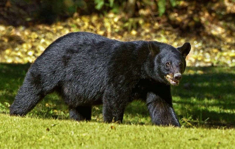 American Black Bear