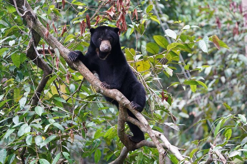 Sun Bear's Arboreal Lifestyle