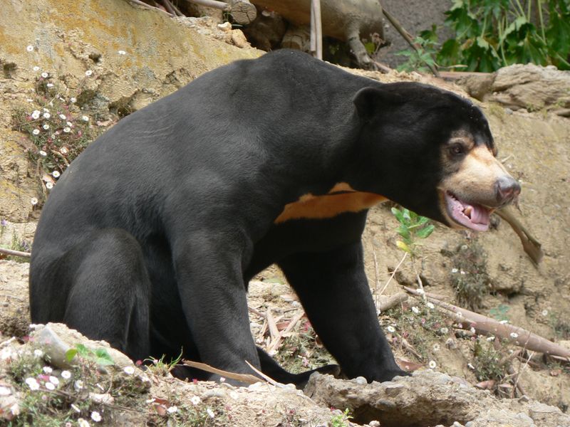 Sun Bears: Small But Fierce