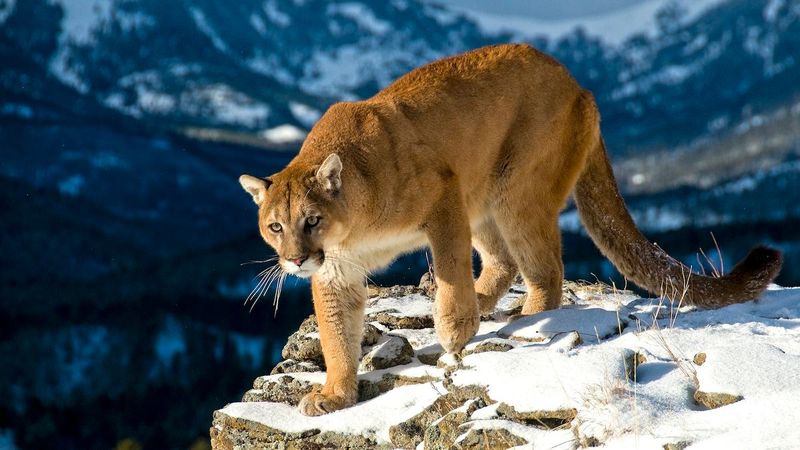 Mountain Lions: Silent Stalkers