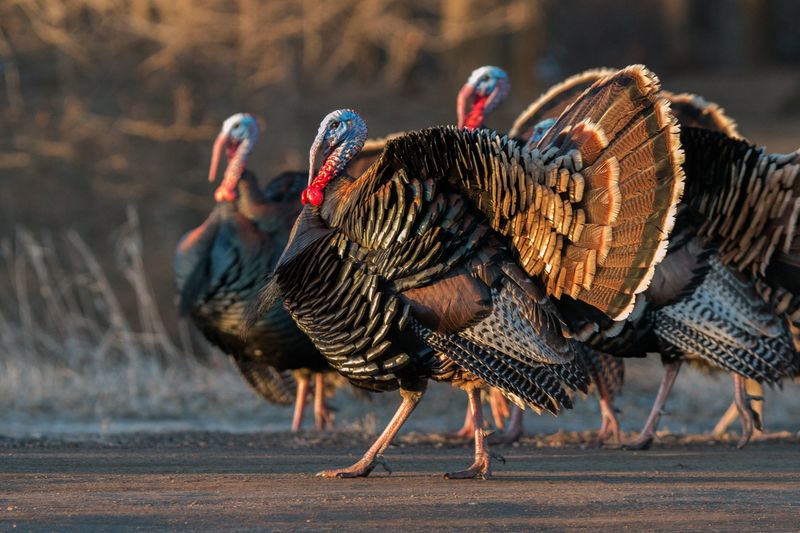 Wild Turkey