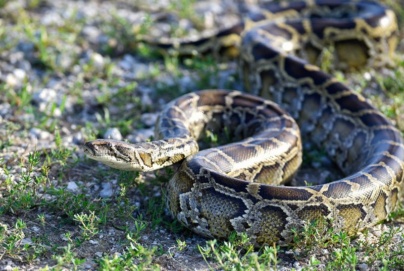 Burmese Pythons: Everglades Invaders