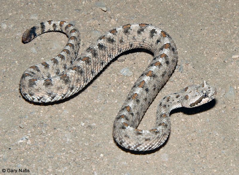 Mohave Desert Sidewinder