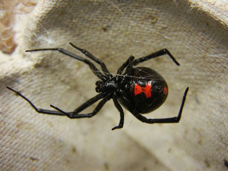 Black Widow Spiders