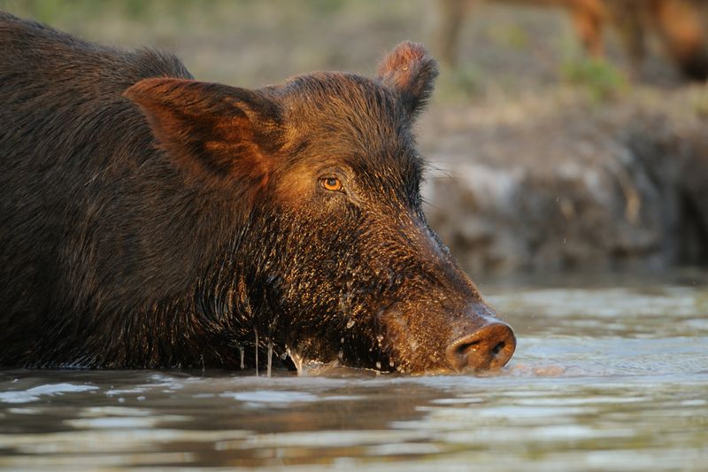 Wild Boars