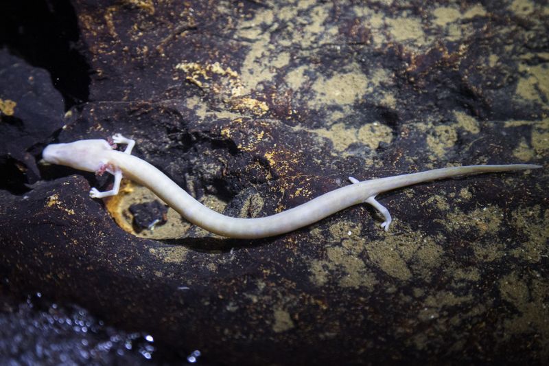 Muddy-Colored Olms That Haunt Cave Waters