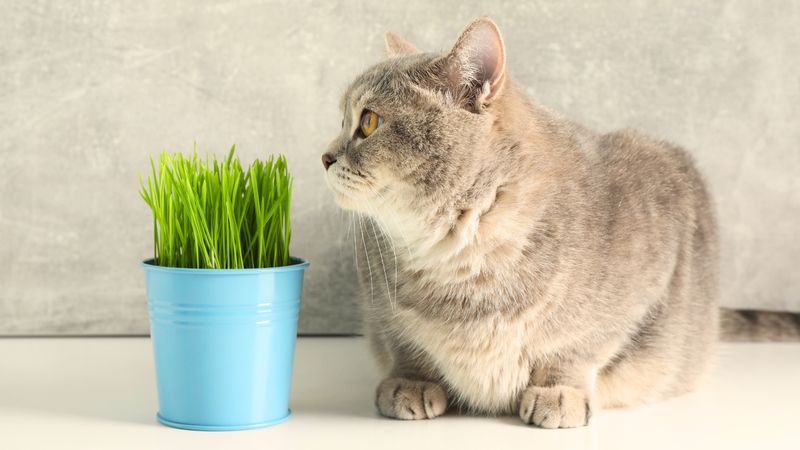Calming Herb Gardens