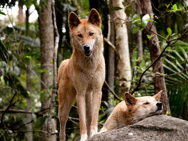 Dingo