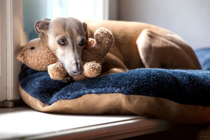 Italian Greyhounds: Elegant Blanket Burrowers