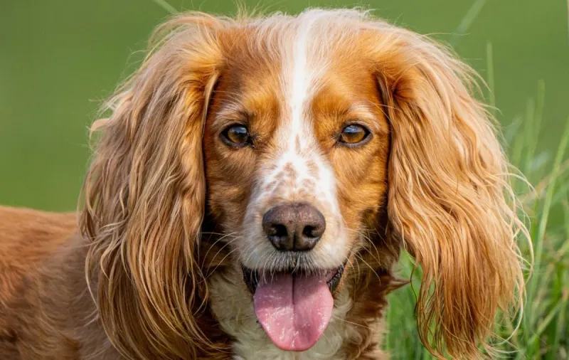 Cocker Spaniels: The Sensitive Souls
