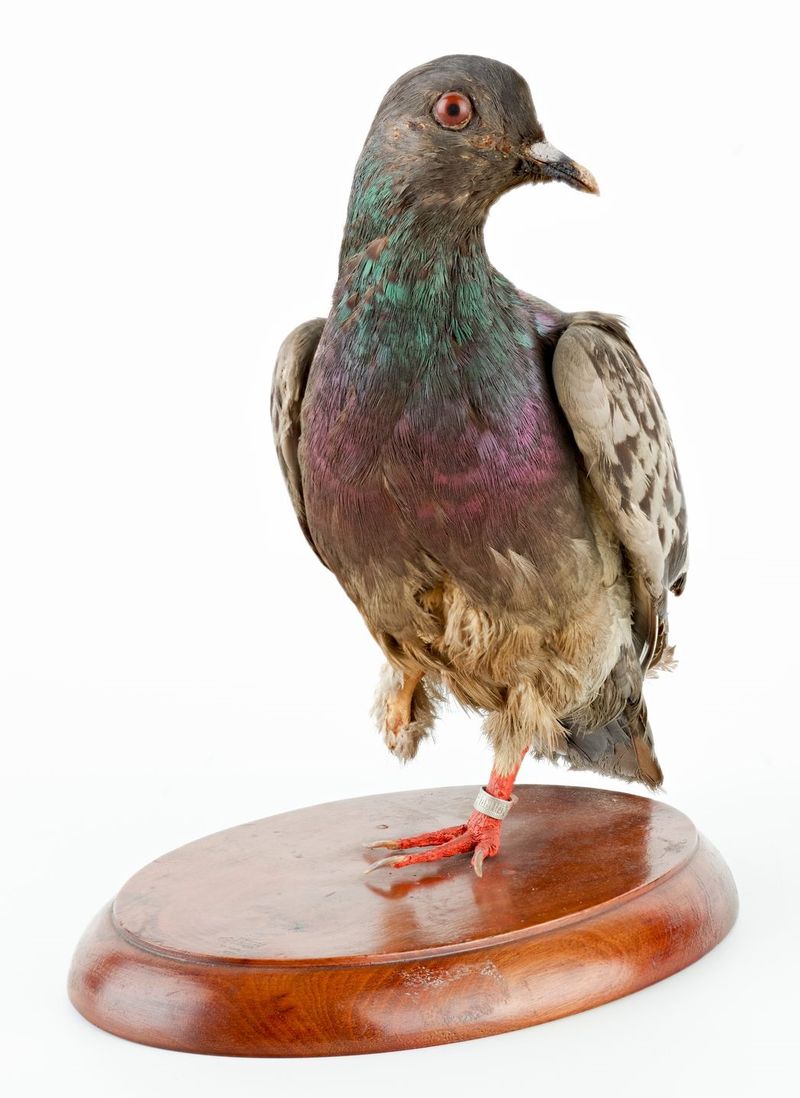 Cher Ami: The Pigeon Who Saved 194 Men