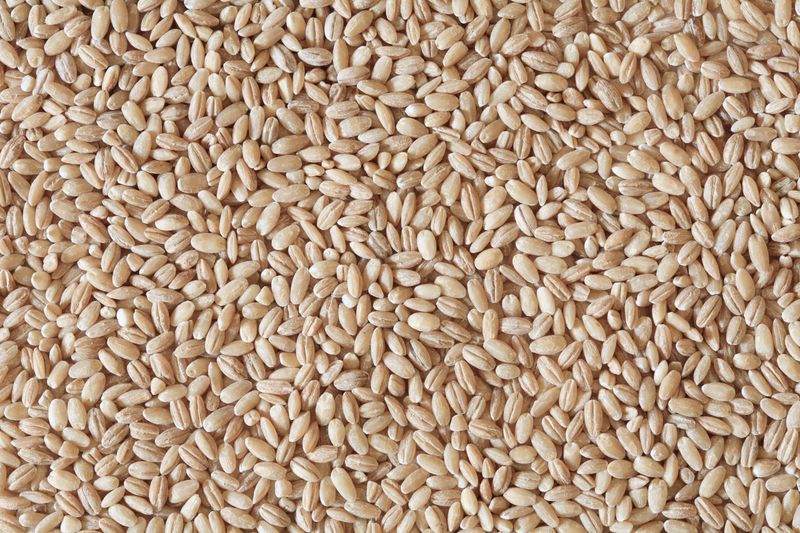 Sorghum: A Grain To Avoid For Cats' Digestive Health