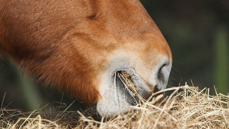 Scatter Feeding Encourages Foraging