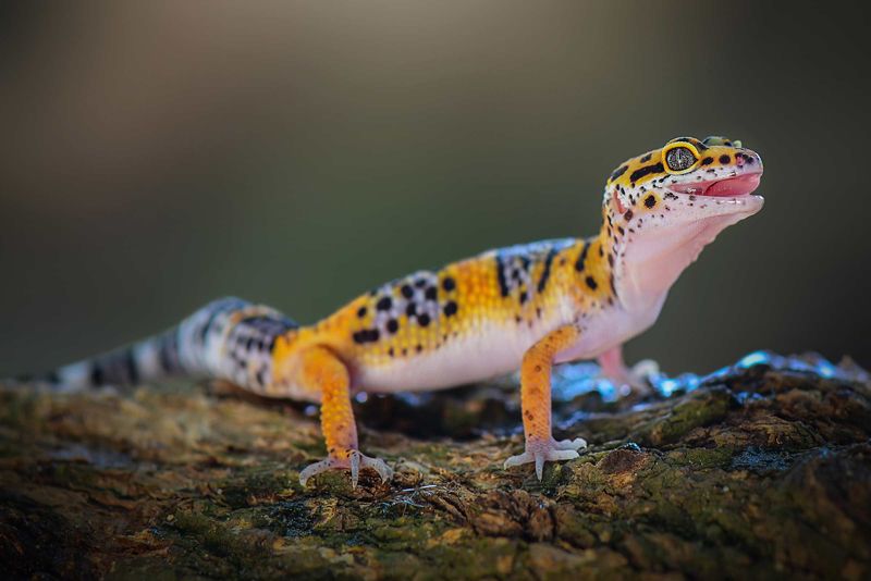 Leopard Gecko