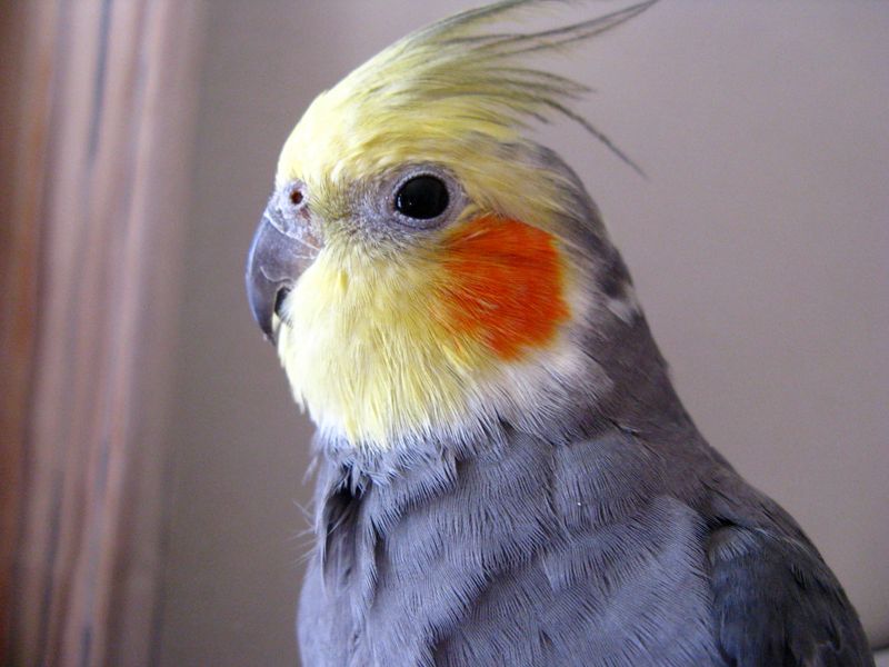 Cockatiels