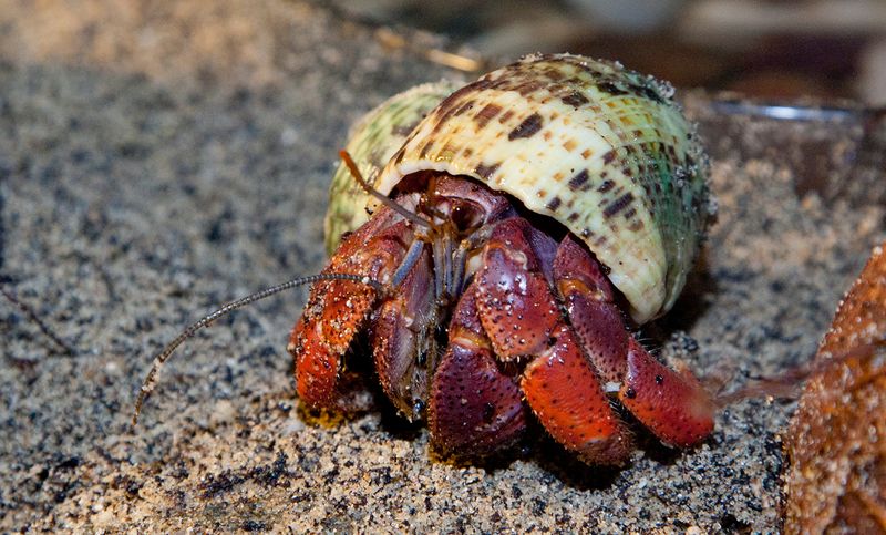 Hermit Crabs
