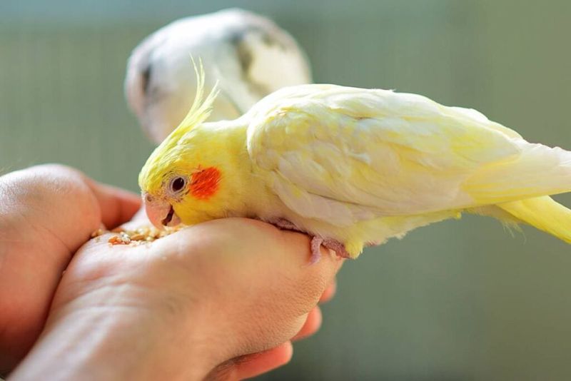 Cockatiels