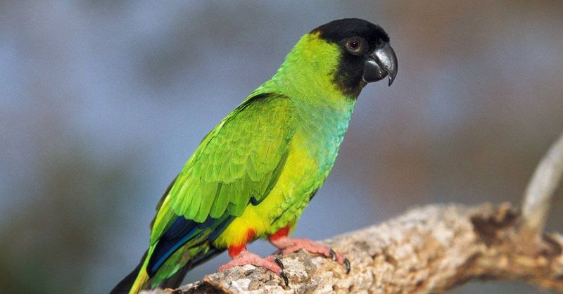 Conures