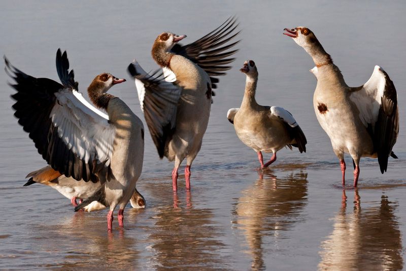 Temperamental Troublemakers: Egyptian Geese