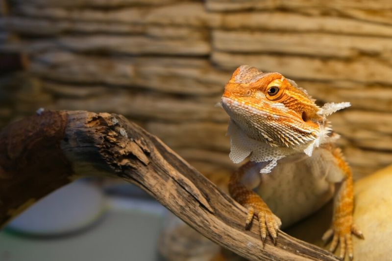 No Shedding Mess