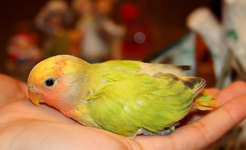 Lovable Lovebirds With Heart